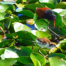Wattled Jacana with two chickens